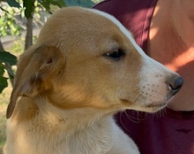 JELLA, Hund, Mischlingshund in Kroatien - Bild 63