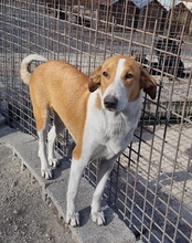 JELLA, Hund, Mischlingshund in Kroatien - Bild 7