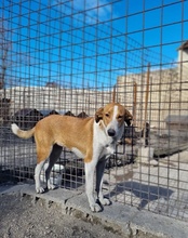 JELLA, Hund, Mischlingshund in Kroatien - Bild 8