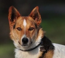 DEDE, Hund, Mischlingshund in Slowakische Republik - Bild 1