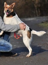 DEDE, Hund, Mischlingshund in Slowakische Republik - Bild 10