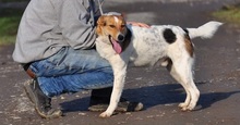 DEDE, Hund, Mischlingshund in Slowakische Republik - Bild 11