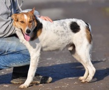DEDE, Hund, Mischlingshund in Slowakische Republik - Bild 13