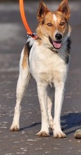 DEDE, Hund, Mischlingshund in Slowakische Republik - Bild 15