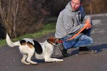 DEDE, Hund, Mischlingshund in Slowakische Republik - Bild 16