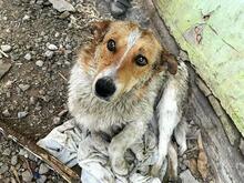 DEDE, Hund, Mischlingshund in Slowakische Republik - Bild 17