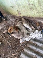 DEDE, Hund, Mischlingshund in Slowakische Republik - Bild 18