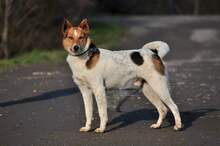 DEDE, Hund, Mischlingshund in Slowakische Republik - Bild 2
