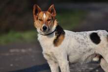 DEDE, Hund, Mischlingshund in Slowakische Republik - Bild 6
