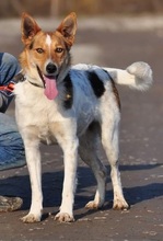 DEDE, Hund, Mischlingshund in Slowakische Republik - Bild 7