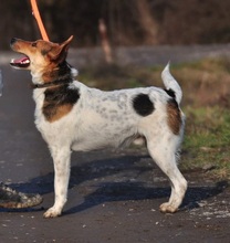 DEDE, Hund, Mischlingshund in Slowakische Republik - Bild 8
