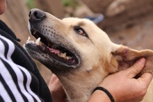 ALVIN, Hund, Mischlingshund in Italien - Bild 15