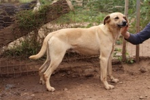 ALVIN, Hund, Mischlingshund in Italien - Bild 2