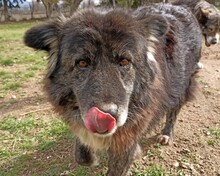 LOVE, Hund, Mischlingshund in Griechenland - Bild 1