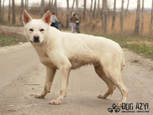 WHITE, Hund, Mischlingshund in Slowakische Republik - Bild 11