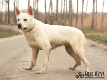 WHITE, Hund, Mischlingshund in Slowakische Republik - Bild 13