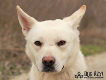 WHITE, Hund, Mischlingshund in Slowakische Republik - Bild 15