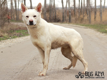 WHITE, Hund, Mischlingshund in Slowakische Republik - Bild 3