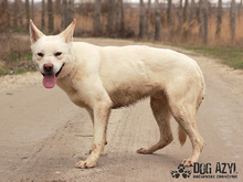 WHITE, Hund, Mischlingshund in Slowakische Republik - Bild 6