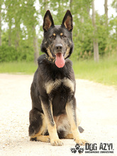 ZARA, Hund, Mischlingshund in Slowakische Republik - Bild 2