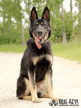 ZARA, Hund, Mischlingshund in Slowakische Republik - Bild 3