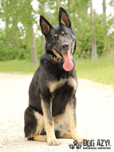 ZARA, Hund, Mischlingshund in Slowakische Republik - Bild 4