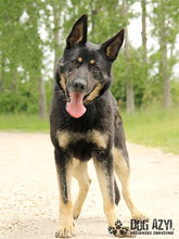 ZARA, Hund, Mischlingshund in Slowakische Republik - Bild 5