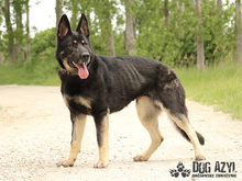 ZARA, Hund, Mischlingshund in Slowakische Republik - Bild 6