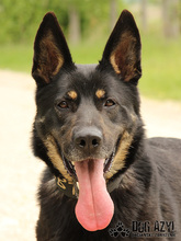 ZARA, Hund, Mischlingshund in Slowakische Republik - Bild 8