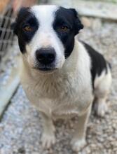 ALANIS, Hund, Mischlingshund in Griechenland - Bild 2