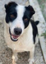 ALANIS, Hund, Mischlingshund in Griechenland - Bild 7