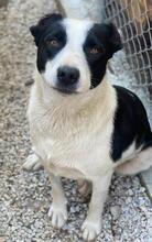 ALANIS, Hund, Mischlingshund in Griechenland - Bild 8