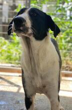 FRANKA, Hund, Mischlingshund in Griechenland - Bild 6