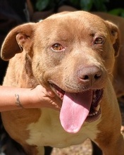 BRACK, Hund, Mischlingshund in Italien