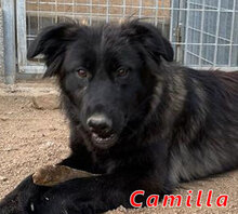 CAMILLA, Hund, Mischlingshund in Italien - Bild 1