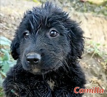 CAMILLA, Hund, Mischlingshund in Italien - Bild 11