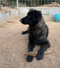 CAMILLA, Hund, Mischlingshund in Italien - Bild 4