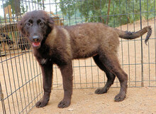 CAMILLA, Hund, Mischlingshund in Italien - Bild 7