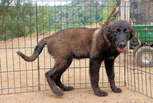 CAMILLA, Hund, Mischlingshund in Italien - Bild 9