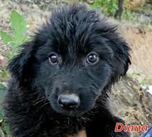 DIANA, Hund, Mischlingshund in Italien - Bild 11