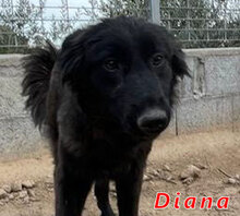 DIANA, Hund, Mischlingshund in Italien - Bild 2
