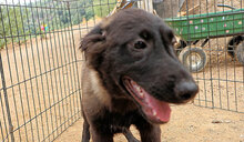 DIANA, Hund, Mischlingshund in Italien - Bild 9