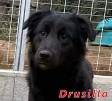 DRUSILLA, Hund, Mischlingshund in Italien - Bild 1