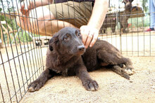 DRUSILLA, Hund, Mischlingshund in Italien - Bild 10