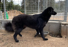 DRUSILLA, Hund, Mischlingshund in Italien - Bild 5