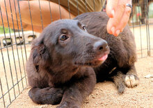DRUSILLA, Hund, Mischlingshund in Italien - Bild 7