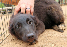 DRUSILLA, Hund, Mischlingshund in Italien - Bild 8