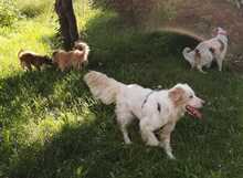 WILLY, Hund, English Setter-Mix in Wächtersbach - Bild 3