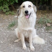 HOLLY, Hund, Deutscher Schäferhund-Mix in Griechenland - Bild 1