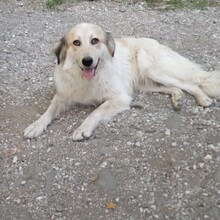 HOLLY, Hund, Deutscher Schäferhund-Mix in Griechenland - Bild 2